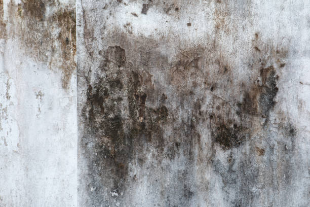 Best Airborne Mold Testing  in Corona De Tucson, AZ