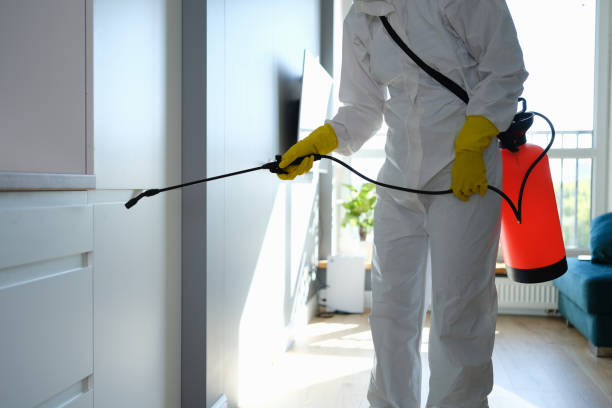 Best Basement Mold Removal  in Corona De Tucson, AZ