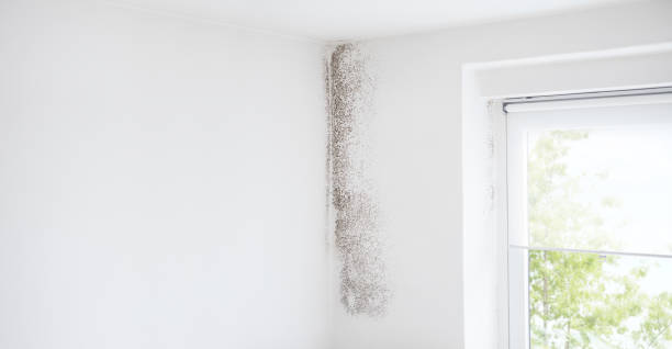 Professional Mold Removal in Corona De Tucson, AZ