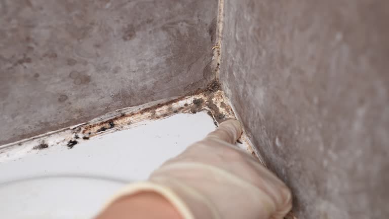 Best Flood Damage  in Corona De Tucson, AZ