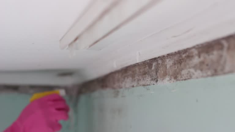 Best Mold Odor Removal Services  in Corona De Tucson, AZ